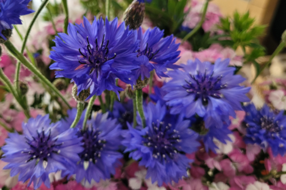 Sophrologie pour adultes